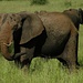 Imposant die Elefanten in freier Wildbahn zu beobachten 