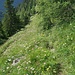 Auf unserer Seite vom Silltal ist kaum was von Zivilisation zu erkennen. Selbst der "Tiroler Höhenweg" ist verwachsen.