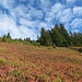 Unterhalb des Grates schlagen wir uns durch die prächtige Zwergstrauchheide.