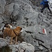 variazioni sul tema...qualche dubbio,Olmo?