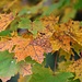 Herbst