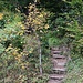 Haselsteig