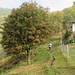 Un bel Sorbo degli uccellatori (Sorbus aucuaria) a Fontane di Biasca.