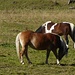 Die Kühe sind schon weg, nur die Pferde sind noch auf den Alpwiesen / sono partite le mucche. Solo i cavalli sono rimasti sui prati.
