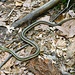 Ein Schlänglein. Es ist eine Nord-Amerkanische Garter Snake, auf Deutsch Strumpfbandnatter. Sie gilt als harmlos, obwohl Forscher jetzt herausgefunden haben, dass sie doch giftig beißt, allerdings ungefährlich für Menschen.