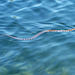 Eine von den 17 Schlangenarten in New York State. Wir nahmen mal an, dass es sich um die Braune Wasserschlange handelt.