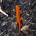 Das ist ein...? Eastern Newt. Ein ost-amerikanischer Wassermolch, zugehörig zu den echten Salamandern. Auf Deutsch: grünlicher Wassermolch; vor der Geschlechtsreife sind sie allerdings leuchtend Orange und heißen Eft.