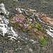 ausserordentlich schöne Fels-Blumen-Kombination