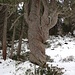 <b>Cembro (Pinus cembra).</b>