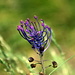 Schopfige Traubenhyazinthe (Muscari comosum). 
Die Blumen im Wallis sehen fast aus wie jene auf [http://www.hikr.org/gallery/photo277337.html Kreta]