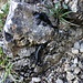Eine der ganz wenigen Amphibien, die sich außerhalb von Gewässern fortpflanzen: der Schwarze Alpensalamander