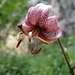 Wilde Orchideen, wunderschön.