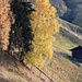 Herbst im Südtirol