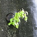junger Ast auf schwarz-glänzendem Baum