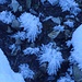 Eisblumen entwachsen dem Bach