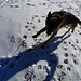 Am Gipfel will der junge Schäferhund des Hüttenwirt vom Wankhaus mit mir spielen - er hat Eisbrocken apportiert...