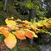 Herbstbladdl