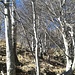 Faggeta