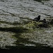 Schwimmendes Nest eines Haubentauchers