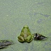 Teatown Lake Frosch