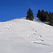 nach 15 Jahren Ski-Abstinenz doch schon beinahe eine saubere Tiefschnee-Spur, - die Spur in der Mitte vom Bild ist meine.