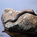 Noch eine der 17 in New York State vorkommenden Schlangenarten