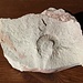 <b>Ammonite, Era Mesozoica - Giurassico - Lias, Gole della Breggia, 2,4 cm, collezione personale.</b>