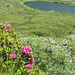 Lago dell'Alpe di Rodont<br />
