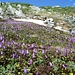Soldanelle alpine 1