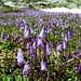 Soldanelle alpine 2