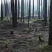 in den Wäldern von Ebneth