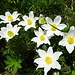 Blumenreigen 16 b; gefällige Gruppe - mit Einzelblüte im Entfaltungsstadium