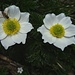 Blumenreigen 16 c; ein hübsches Duo mit Besuch einer Schwebfliege