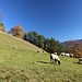 Dank des milden Herbstes ist immer noch Viech draußen