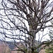 Ein kurzes Herbstgedicht: <br />Blätter am Baum, kaum.