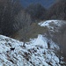 scendendo verso Morterone : camoscio