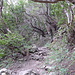 der Weg durch den Wald von Chamorga zum Sattel 658 m