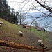 Adventsweg Quinten: .. wie hier für ein Schaf-Gehege