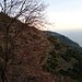 ....e in Liguria i nespoli sono già fioriti..... Sullo sfondo: gli splendidi terrazzamenti a vite
