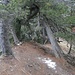 hübscher Durchgang - auf die letzten Flecken Altschnee legen sich die ersten zarten Neuschneeflöckchen