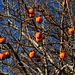 Allerdings mit Frostschäden