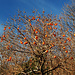 Kaki Baum