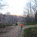 Wieder im Birkenwald