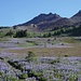 Hiking the Snowgrass Flats