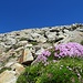 Farbtupfer in der hier vorwiegend steinigen Bergwelt 2 - mit Gipfel"kreuz" in Sichtweite