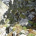 Einblick in den Übergang | Abstieg zur Scharte zum Chistehorn