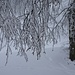 Die Äste der Birken auf der Waltsberghöchi sind mit Schneefahnen verziert