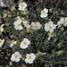 üppige Flora,alpine gemischt mit mediterane auf engstem Raum