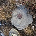 diese Marke schien mir zu beweisen, dass die Felsbastion auf der sie sich befand, tatsächlich P1434 ist, der höchste Gipfel des Monte Bronzone   