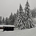 Walserstadel: die Bäume biegen sich wg. der großen Schneemassen